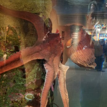 Seattle Aquarium - Aquariums Near Me - Seattle, Washington Seattle Aquarium - Aquariums Near Me - Seattle, Washington