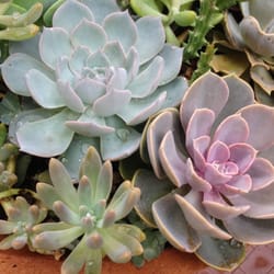 La Bottega dei Fiori - Esemplari di belle piante grasse per tutte le tasche