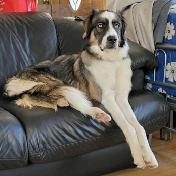 TrueCare for pets - 90% Healed! - Veterinarians Near Me - Studio City, California TrueCare for pets - 90% Healed! - Veterinarians Near Me - Studio City, California