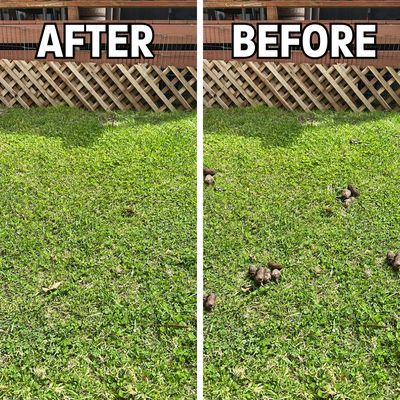 Yard Cleanup - A thorough yard cleanup for a happy client! Removed all dog waste, leaving the lawn fresh, clean, and safe for family and pets. A spotless yard means a healthier outdoor space—another job well done! 🐶💩 Yard Cleanup - A thorough yard cleanup for a happy client! Removed all dog waste, leaving the lawn fresh, clean, and safe for family and pets. A spotless yard means a healthier outdoor space—another job well done! 🐶💩
