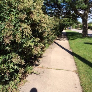 US Post Office - Untrimmed bushes. Previous picture shows high weeds by the sign. Ugh!!! - Post Offices Near Me - Park Ridge, Illinois US Post Office - Untrimmed bushes. Previous picture shows high weeds by the sign. Ugh!!! - Post Offices Near Me - Park Ridge, Illinois