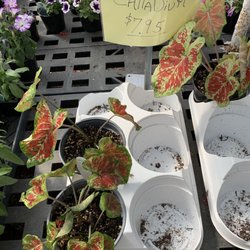 Genuardi Gardens & Greenhouses