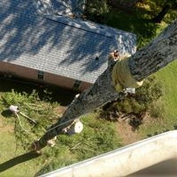 Wilson's Tree Service - Tree Services Near Me - Pheba, Mississippi Wilson's Tree Service - Tree Services Near Me - Pheba, Mississippi