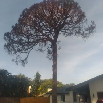 Tree and Palm Service - Pine Tree Removal - Tree Services Near Me - Clearwater, Florida Tree and Palm Service - Pine Tree Removal - Tree Services Near Me - Clearwater, Florida