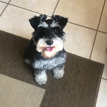 Vergi 24/7 - SHE WAS VOMITING BLOOD AND VERGI DIDNT TREAT HER. SHE DIED - Veterinarians Near Me - Houston, Texas