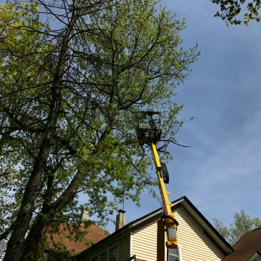 Bailie's Branch & Tree Removal - tree service in Edgerton, WI
