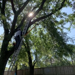AJPOP Landscaping - Trimming trees