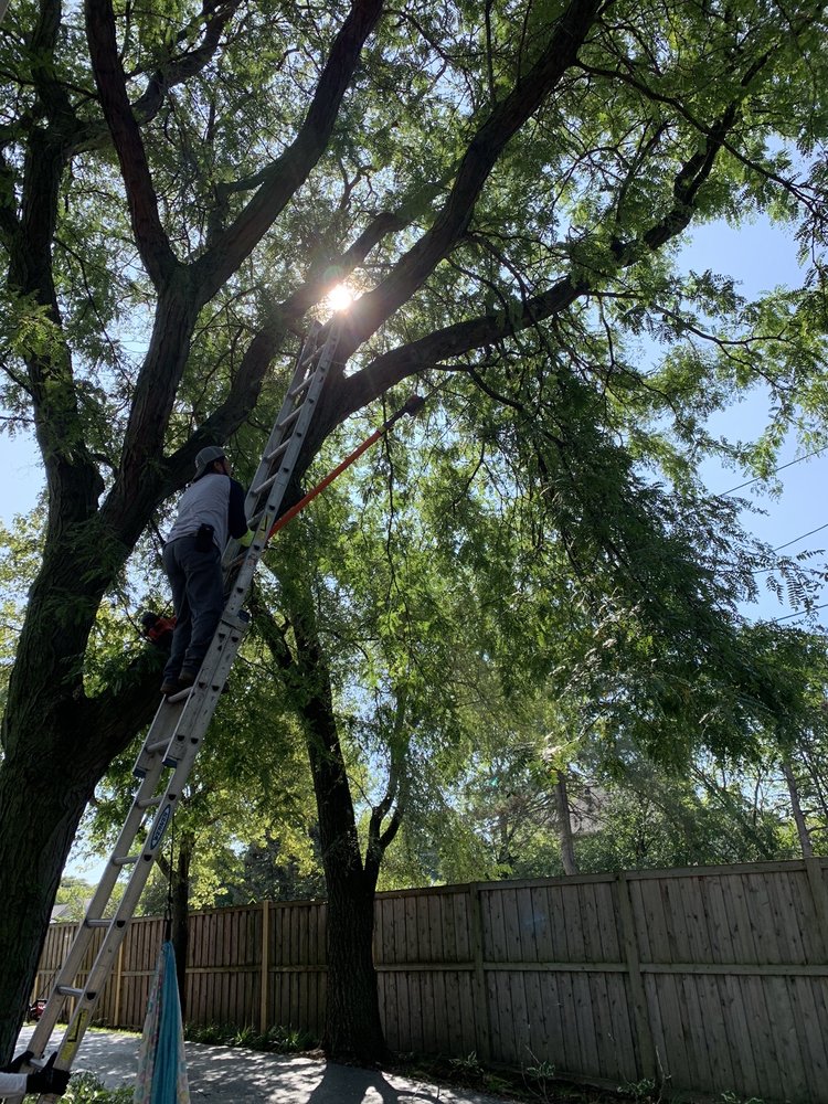 AJPOP Landscaping - tree service in Chicago, IL