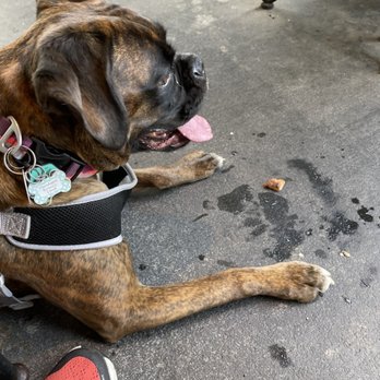 Vintage Pizzeria - a boxer dog laying on the ground - Pizza Near Me - Chamblee, Georgia Vintage Pizzeria - a boxer dog laying on the ground - Pizza Near Me - Chamblee, Georgia