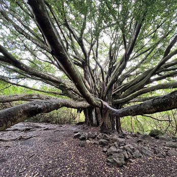 Pipiwai Trail - Hiking Near Me - Hana,, Hawaii