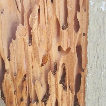 Associated Exterminators - Pest Control Near Me - Orange, California Associated Exterminators - Pest Control Near Me - Orange, California