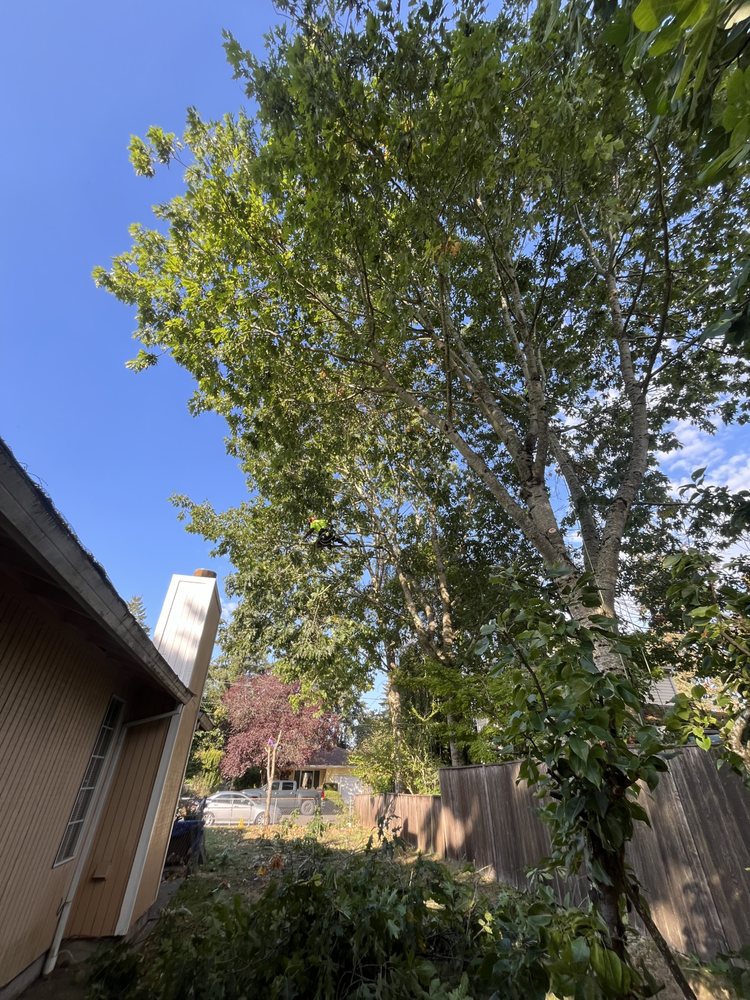 Grasshopper Tree Care - tree service in Portland, OR
