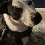 Photo of Meridian Canine Rescue