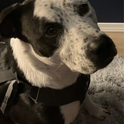 Meridian Canine Rescue - Otis enjoying his new home