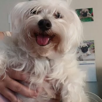 The Dog Zone - My little guy just after grooming. (His very first top knot!) - Pet Groomers Near Me - Monrovia, California The Dog Zone - My little guy just after grooming. (His very first top knot!) - Pet Groomers Near Me - Monrovia, California