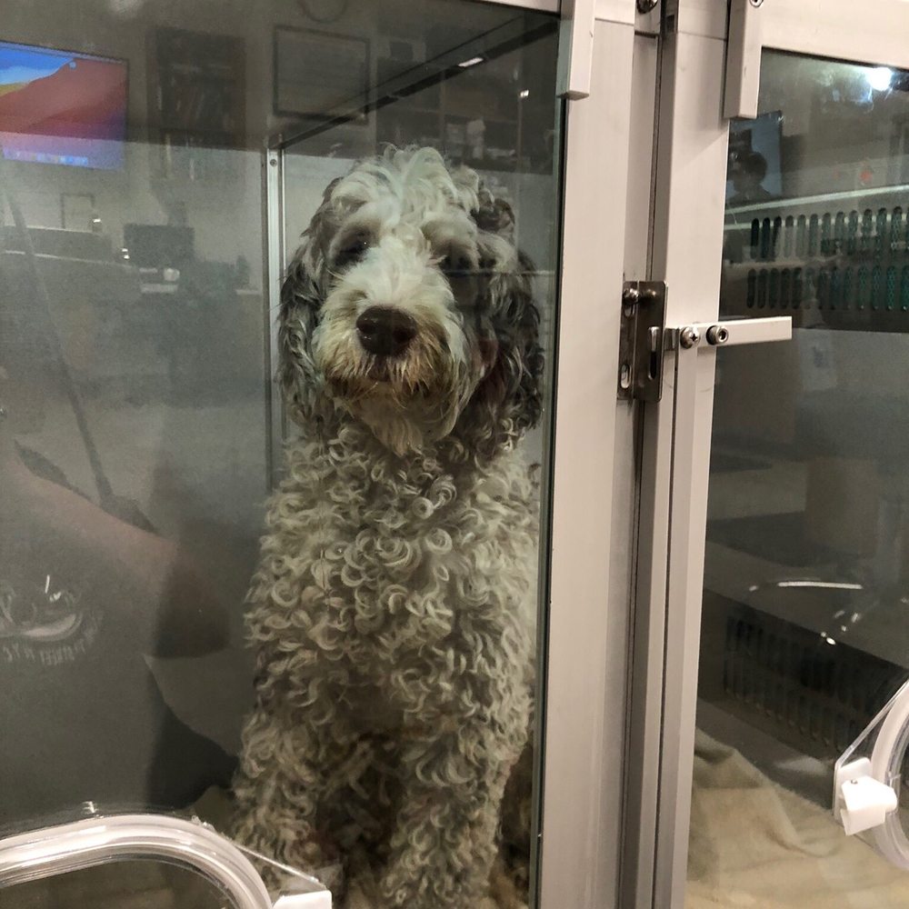 VEG ER for Pets - Hemmy in his oxygen chamber - Emergency Pet Hospital Near Me - New York, New York VEG ER for Pets - Hemmy in his oxygen chamber - Emergency Pet Hospital Near Me - New York, New York