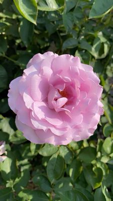 Ritter Park Rose Garden by null