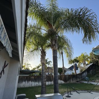 One Way Tree Care - Before palm trim - Tree Services Near Me One Way Tree Care - Before palm trim - Tree Services Near Me