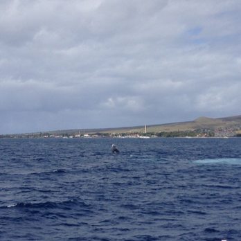 Pacific Whale Foundation - Community Service/Non-Profit Near Me - Wailuku, Hawaii Pacific Whale Foundation - Community Service/Non-Profit Near Me - Wailuku, Hawaii