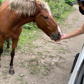 Waipio Valley Shuttle - Wild horse - Tours Near Me - Honokaa, Hawaii