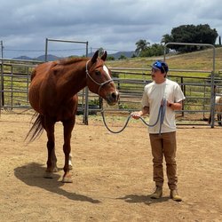 Harmony and Horses