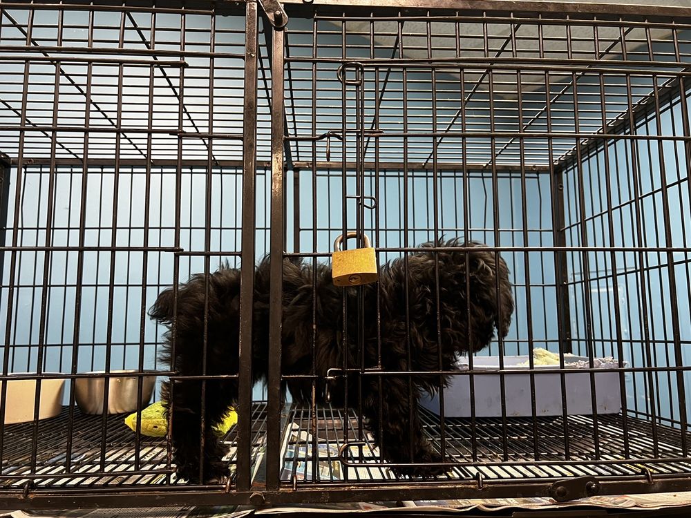 BIRD CAGE PET SHOP Updated August 2024 13 Reviews 2719 E