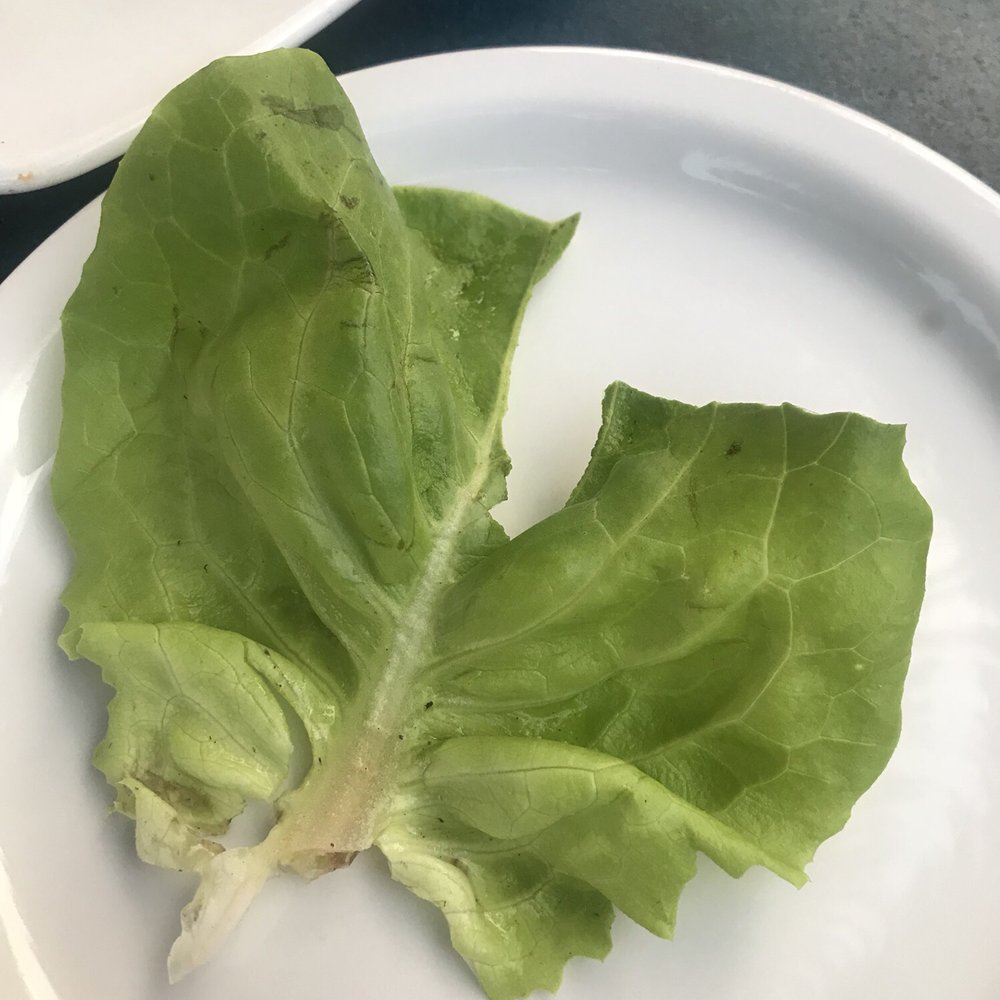 The Reef - How do you make lettuce wraps with this? - American Near Me - Boise, Idaho The Reef - How do you make lettuce wraps with this? - American Near Me - Boise, Idaho