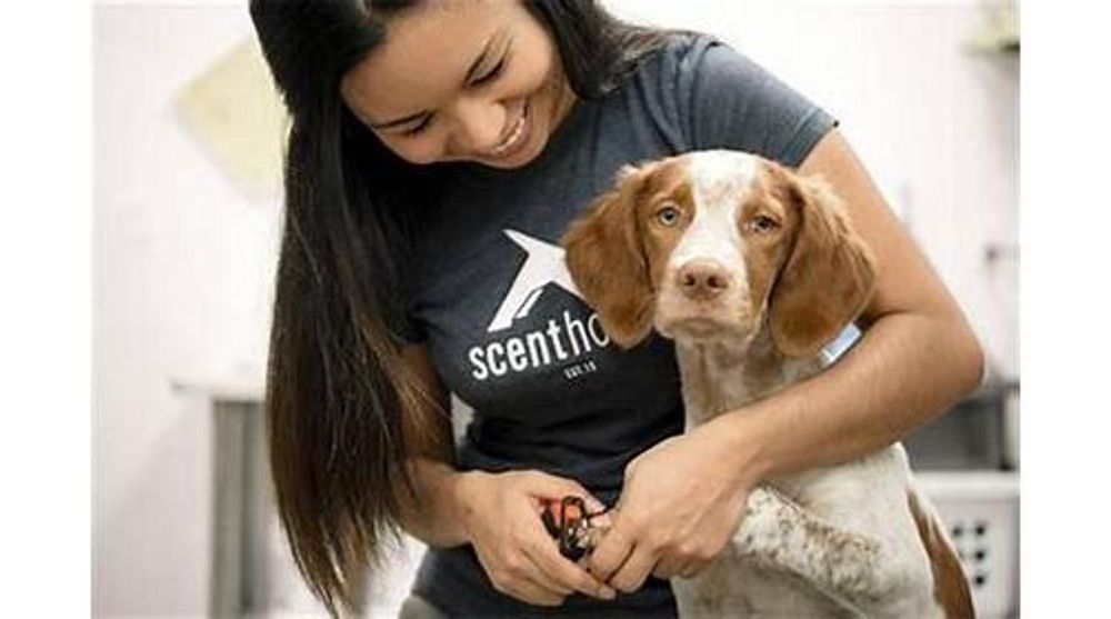 SCENTHOUND WEST PALM BEACH 40 Photos & 48 Reviews 771 Village Blvd