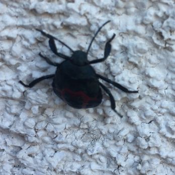 Indemand Pest Control - Up & close - Pest Control Near Me Indemand Pest Control - Up & close - Pest Control Near Me