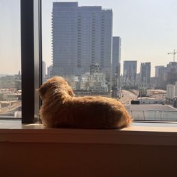 My dog loved the view as you can see My dog loved the view as you can see