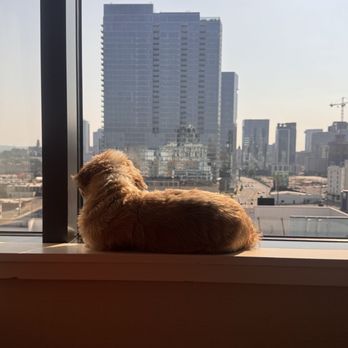Hutton Hotel - My dog loved the view as you can see - Hotels Near Me - Nashville, Tennessee Hutton Hotel - My dog loved the view as you can see - Hotels Near Me - Nashville, Tennessee