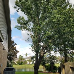 Quality Tree Specialist - Tree Mike removed between house and fence next to two air conditioning units
