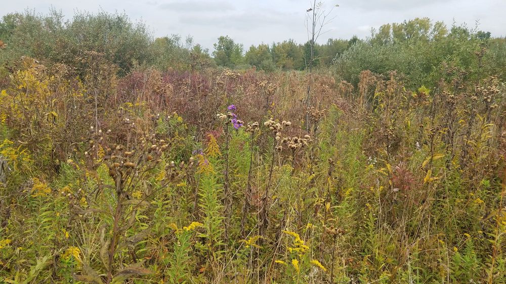 Jeptha Lake Fen Logo