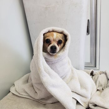 Glitterati Paw Spa - Pet Groomers Near Me