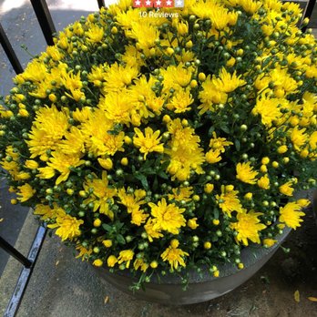 QG Floral & Landscape - Giant Mums - Florists Near Me - Whitestone, New York QG Floral & Landscape - Giant Mums - Florists Near Me - Whitestone, New York