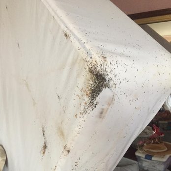 Rest Easy Mold Control - Signs of bed bugs - Pest Control Near Me - Toms River, New Jersey Rest Easy Mold Control - Signs of bed bugs - Pest Control Near Me - Toms River, New Jersey