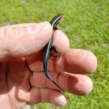 Highspeed Animal Trapping - Pest Control Near Me - Deltona, Florida Highspeed Animal Trapping - Pest Control Near Me - Deltona, Florida