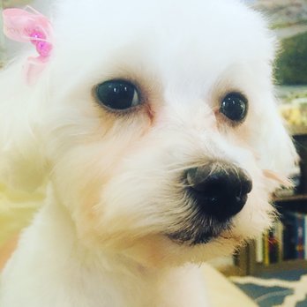 Fresh Wagg Grooming - Pet Groomers Near Me