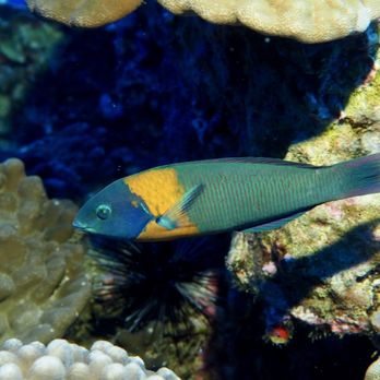 Waikiki Dive Center - Wrasse on a Dive Charter with Waikiki Dive Center - Scuba Diving Near Me - Honolulu, Hawaii Waikiki Dive Center - Wrasse on a Dive Charter with Waikiki Dive Center - Scuba Diving Near Me - Honolulu, Hawaii