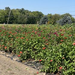 Henry's Gardens - Zinnias