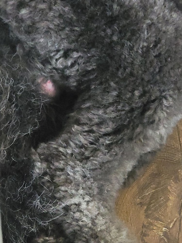 BARK PLACE GROOMING 17 Photos & 13 Reviews 115 Excell Rd