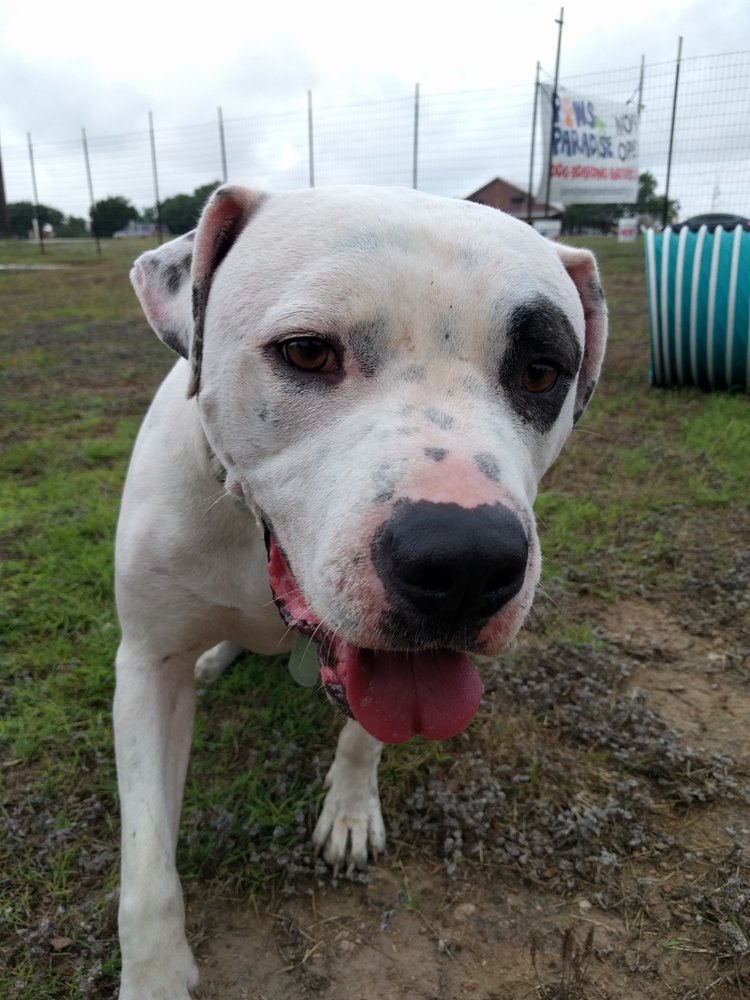 PAWS PARADISE 25 Photos 21122 Tx 71, Spicewood, TX Yelp