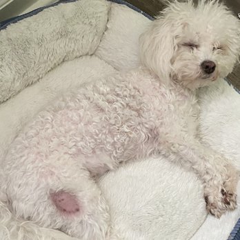 Sweet Pea Grooming - Pet Groomers Near Me - San Diego, California