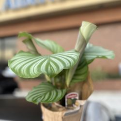 Albertsons - Pretty plant!