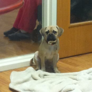 Shade Mountain Kennel - My baby Puggle Si.. - Pet Services Near Me - Beaver Springs, Pennsylvania