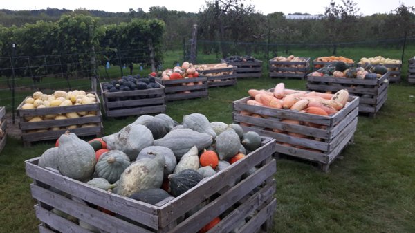 Vignoble Les Vents d'Ange by null