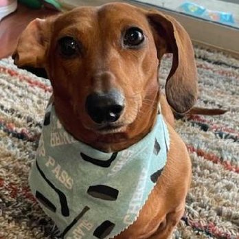 CARL Boutique Thrift Store - My dog nephew models a bandana found at boutique - Thrift Stores Near Me - Ventura, California