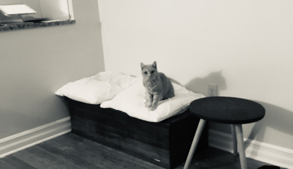 Princess Palace - pet boarding facility in Cohoes, NY