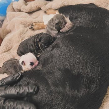 Animal Medical Center - My baby girl - Veterinarians Near Me - Modesto, California Animal Medical Center - My baby girl - Veterinarians Near Me - Modesto, California