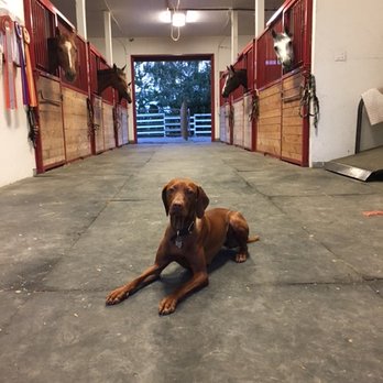 Zen Dog Canine Training - Pet Training Near Me Zen Dog Canine Training - Pet Training Near Me